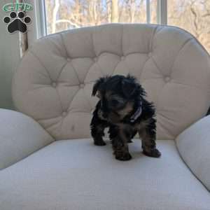 Jess, Yorkie Puppy