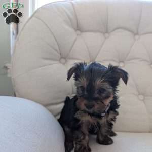 Jess, Yorkie Puppy