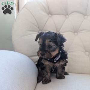 Jess, Yorkie Puppy