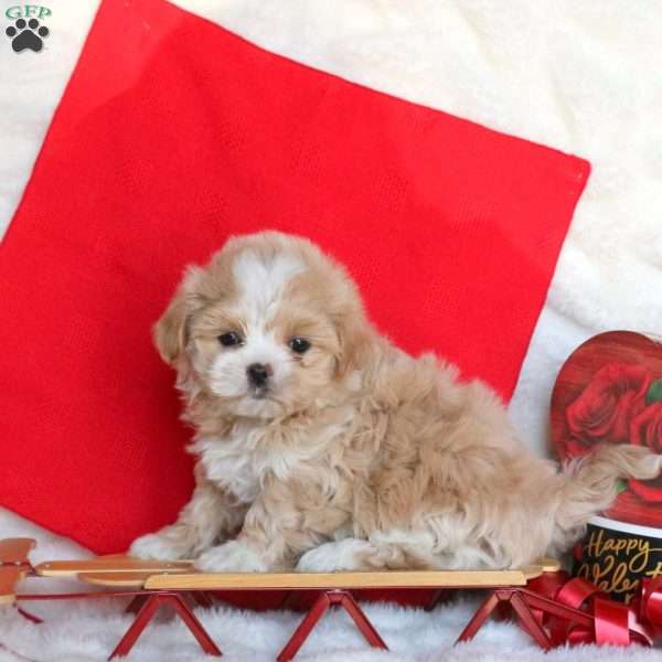 Jewel, Maltipoo Puppy