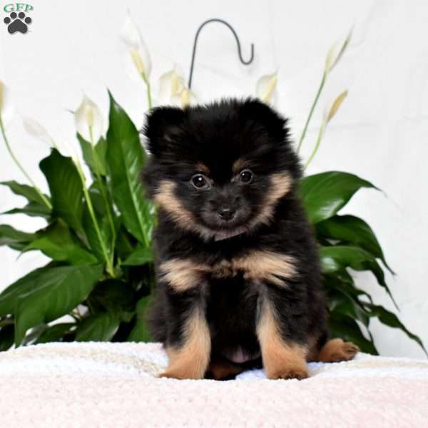 Jewel, Pomeranian Puppy