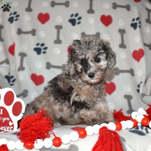 Jewel, Miniature Poodle Puppy