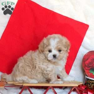 Jewel, Maltipoo Puppy