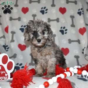 Jewel, Miniature Poodle Puppy