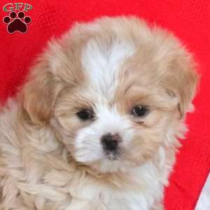 Jewel, Maltipoo Puppy