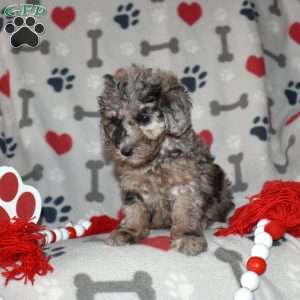 Jewel, Miniature Poodle Puppy