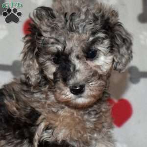 Jewel, Miniature Poodle Puppy