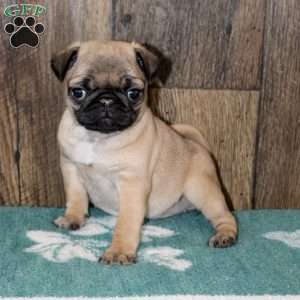 Jewel, Pug Puppy