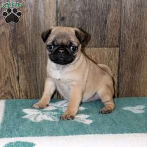Jewel, Pug Puppy