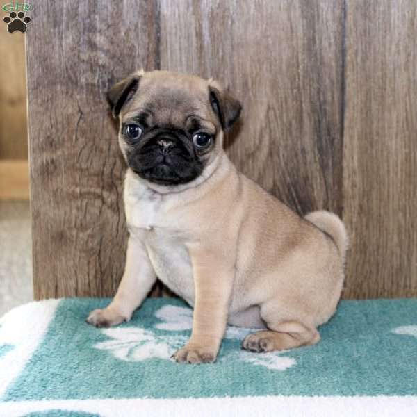 Jewel, Pug Puppy