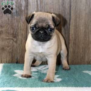 Jewel, Pug Puppy