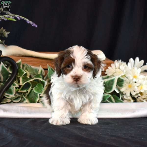Jiffy, Shih-Poo Puppy