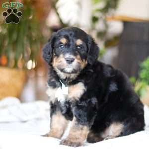 Jig, Bernedoodle Puppy