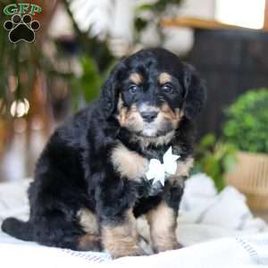 Jig, Bernedoodle Puppy