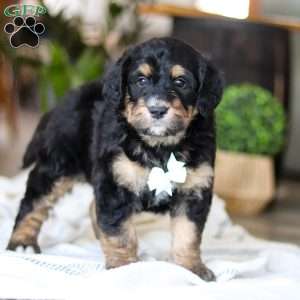 Jig, Bernedoodle Puppy