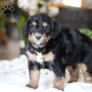 Jig, Bernedoodle Puppy