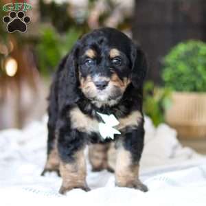 Jig, Bernedoodle Puppy