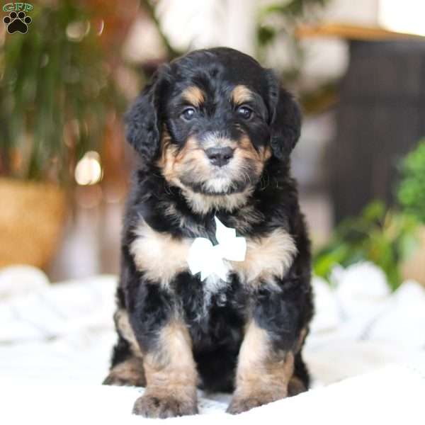 Jig, Bernedoodle Puppy