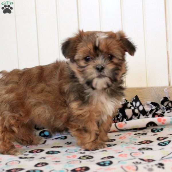 Jill, Shorkie Puppy