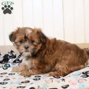 Jill, Shorkie Puppy