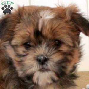 Jill, Shorkie Puppy