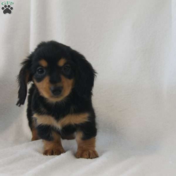 Jill, Dachshund Puppy