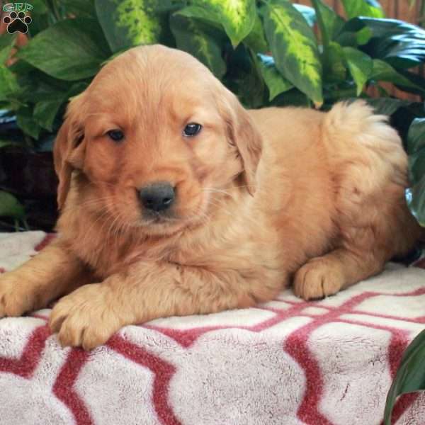 Jimbo, Golden Retriever Puppy