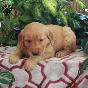 Jimbo, Golden Retriever Puppy