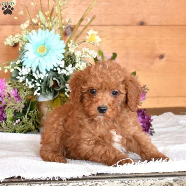 Jimmie, Miniature Poodle Puppy