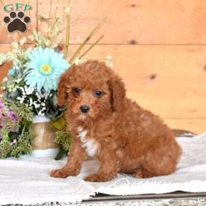 Jimmie, Miniature Poodle Puppy