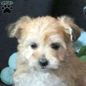 Jocelyn, Morkie / Yorktese Puppy