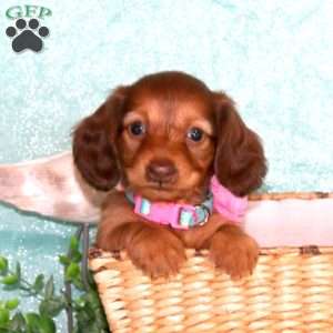 Jocelyn – Mini, Dachshund Puppy