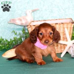 Jocelyn – Mini, Dachshund Puppy
