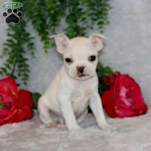 Joel, Boston Terrier Puppy