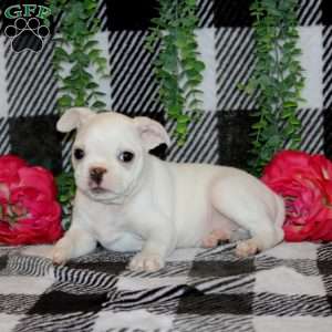 Joel, Boston Terrier Puppy