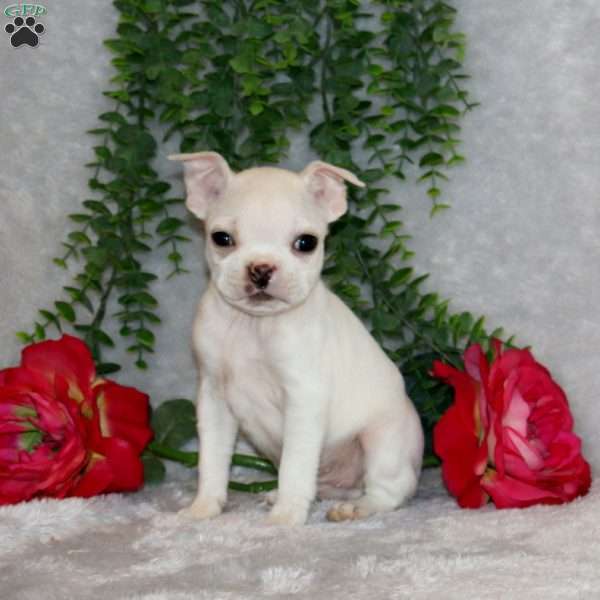 Joel, Boston Terrier Puppy