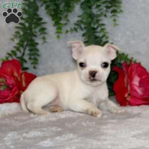 Joel, Boston Terrier Puppy