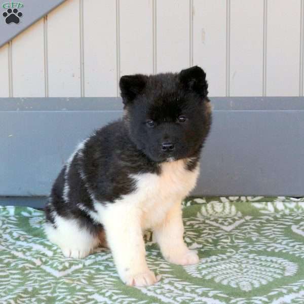Joelle, Akita Puppy