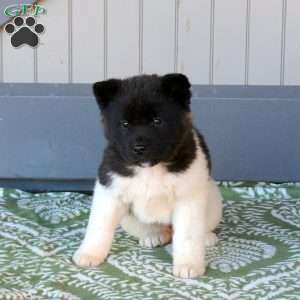 Joelle, Akita Puppy