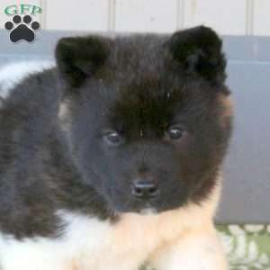 Joelle, Akita Puppy