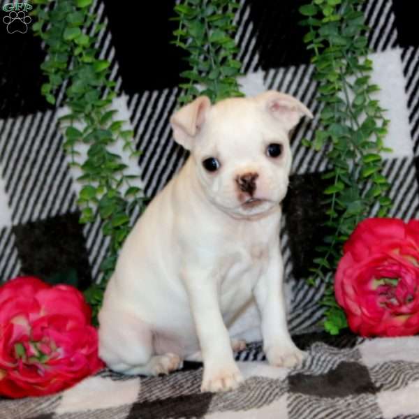 Joel, Boston Terrier Puppy