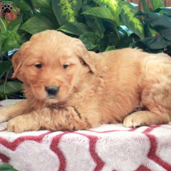 Joey, Golden Retriever Puppy