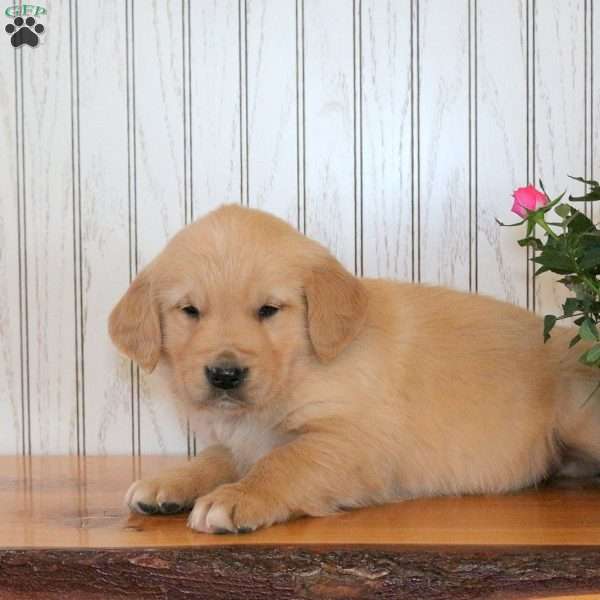 Joey, Golden Retriever Puppy