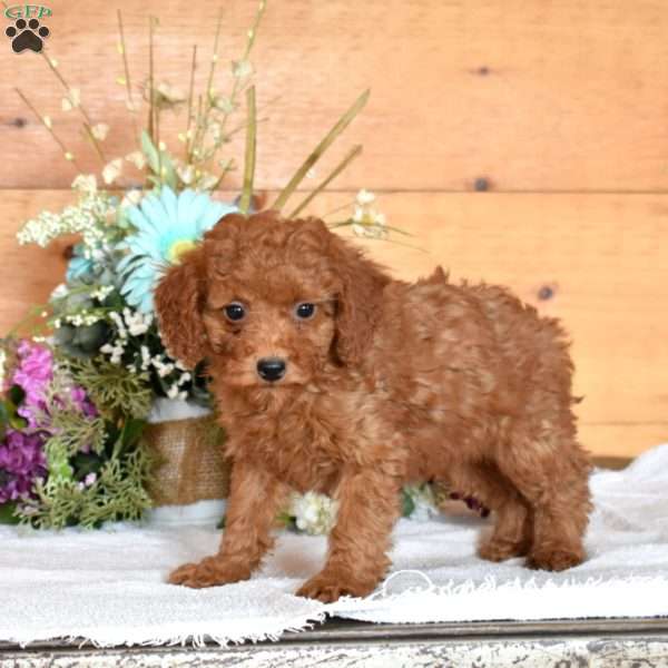 Joey, Miniature Poodle Puppy