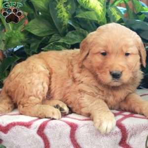 Joey, Golden Retriever Puppy
