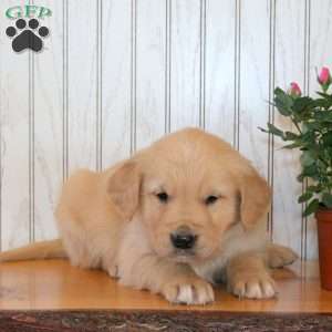 Joey, Golden Retriever Puppy