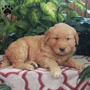 Joey, Golden Retriever Puppy