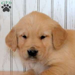 Joey, Golden Retriever Puppy