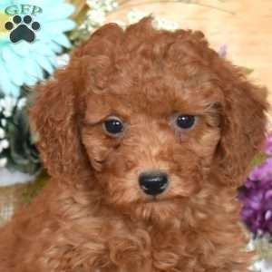 Joey, Miniature Poodle Puppy