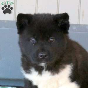 Joey, Akita Puppy